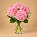 Four pink hydrangea blooms with baby's breath arranged in a clear glass vase